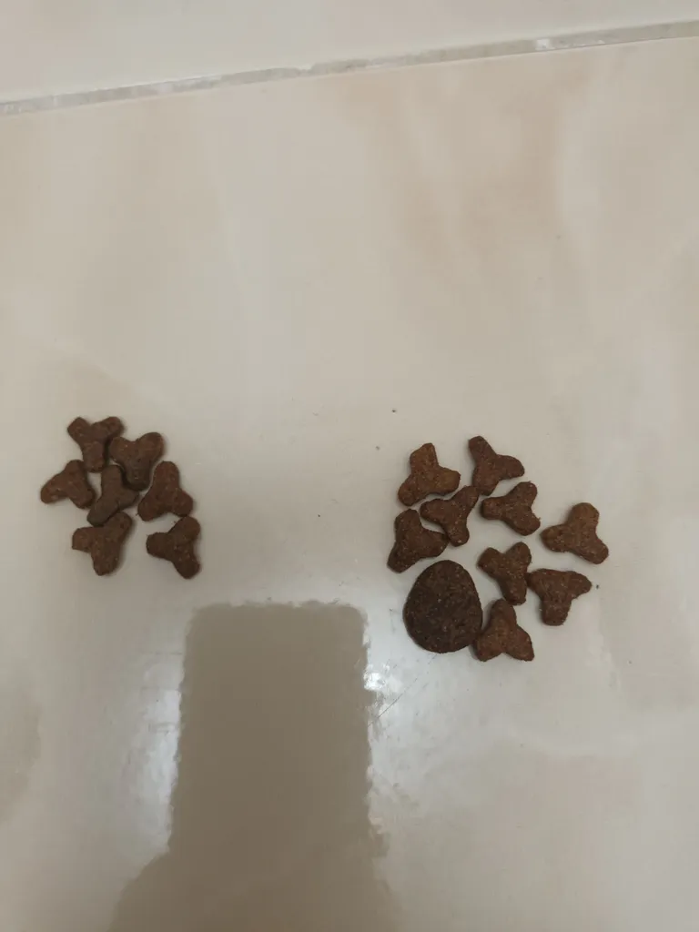 غذای خشک گربه جوسرا مدل کولینس ادالت پریمیوم وزن 2 کیلوگرم