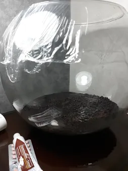 بذر پلنت آکواریوم مدل چمن ریز کوبایی