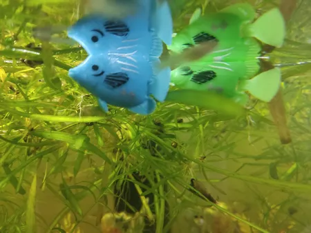 ماهی تزئینی آکواریوم مدل نگاه مجموعه ۴ عددی