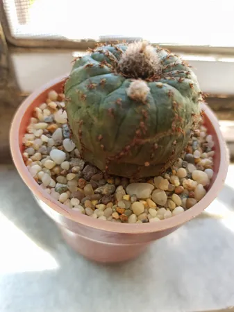 شن تزیینی مدل SA01 وزن 3 کیلوگرم