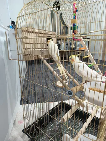 لانه پرنده مدل عروس هلندی درب کشویی طرح چوبی