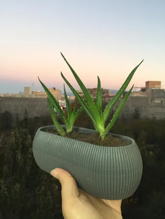 گلدان مدل کاکتوسی قایقی