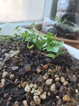 بذر جعفری بذر طلایی برتر کد BZT-92