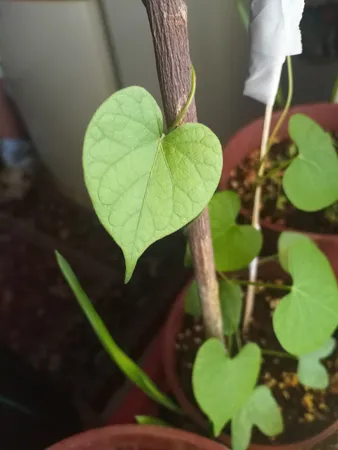 بذر گل نیلوفر رونده الوان آذر سبزینه مدل A138