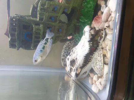 جمجمه تزیینی آکواریوم کد MS