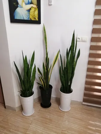 گلدان مدل استوانه ای کلاسیک کد 25