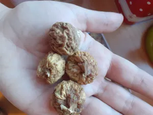 تجریه خرید انجیر خشک شیرازی 125 - 400 گرم