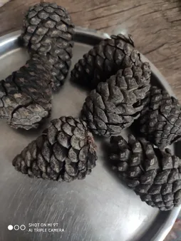 میوه تزیینی درخت کاج کد 62 مجموعه 5 عددی