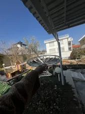 تجریه خرید شیرینی خوری ساکورا مدل هگزا کد 71700