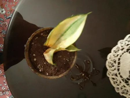 گیاه طبیعی سانسوریا هانی کد ls12