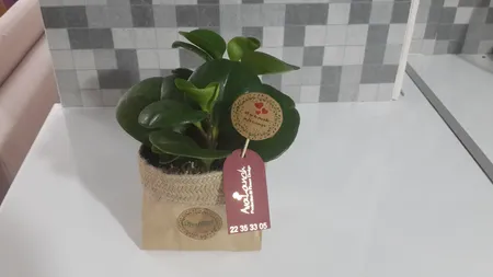 گیاه طبیعی قاشقی کد 02.A.P