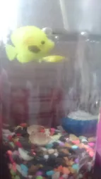 ماهی تزئینی آکواریوم مدل نگاه مجموعه ۴ عددی