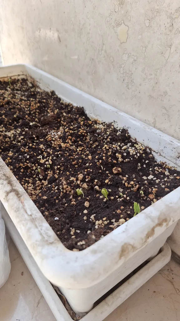 بستر آماده کشت بهکام کد BEH015 حجم 15 لیتر