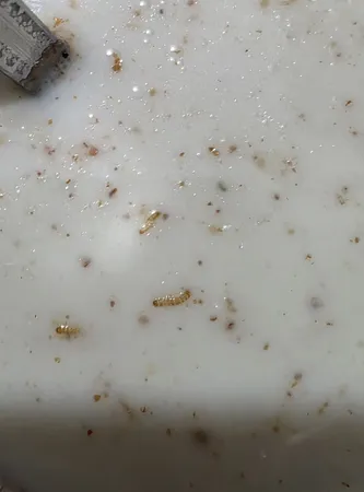 پودر سنجد با هسته سیدانو - 1 کیلوگرم