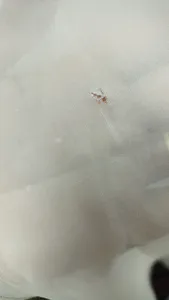 تجریه خرید پرده نوین دکور سیلوانا مدل حریر ساده NY14 سایز 280×140 سانتی متر