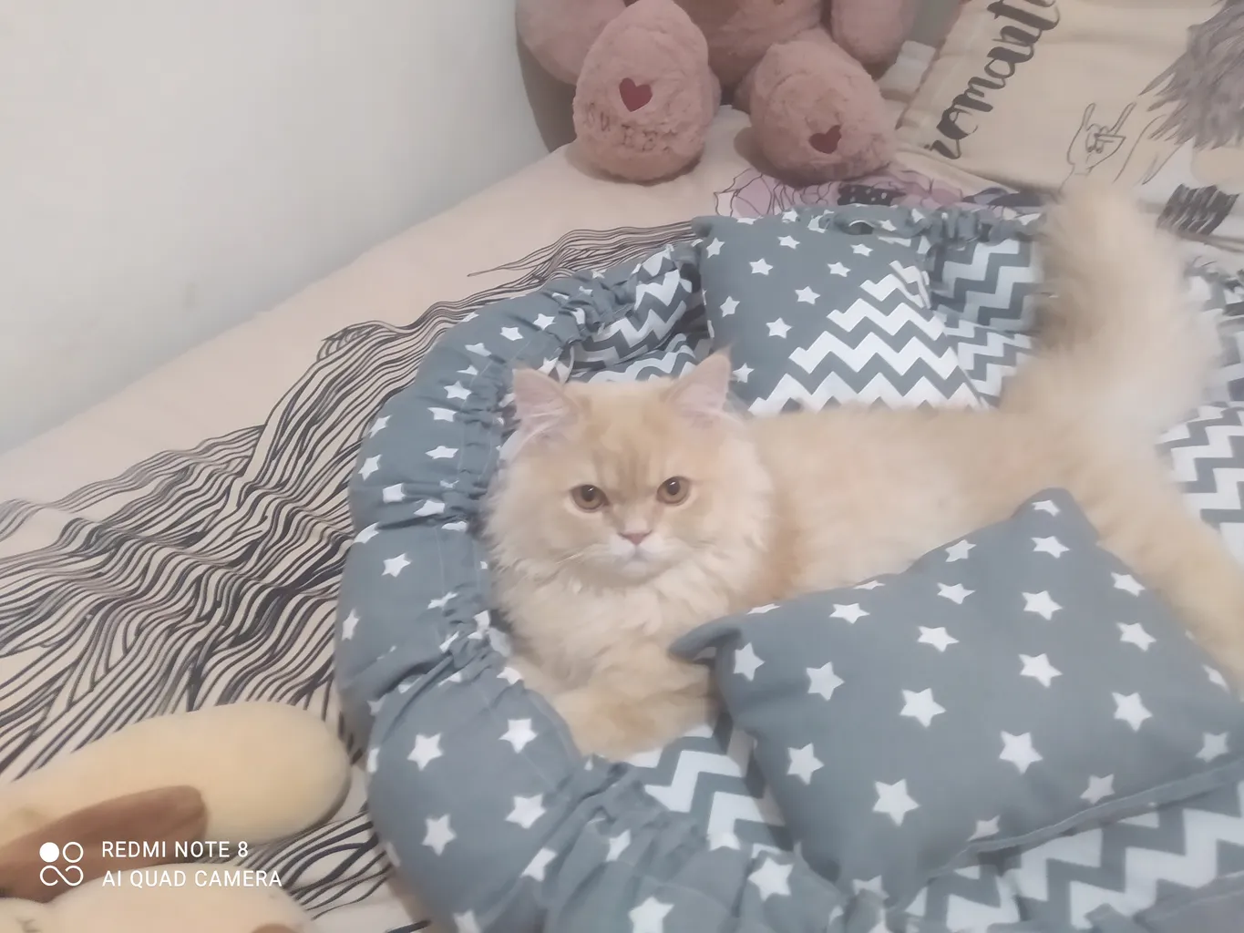 جای خواب سگ و گربه مدل mypet367