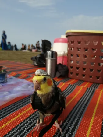 جلیقه پرواز عروس هلندی کد A36