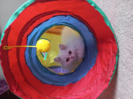 اسباب بازی سگ و گربه مدل تونل سه شاخه حفره