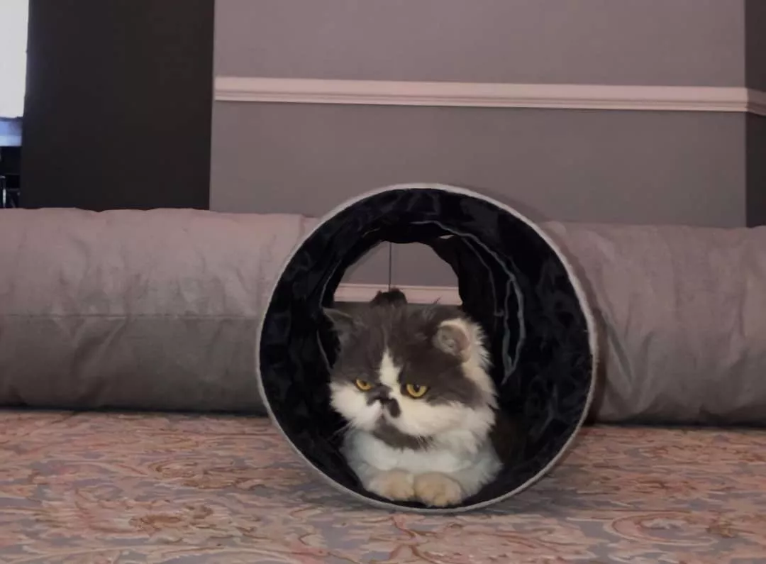 اسباب بازی گربه آدریاناپت مدل تونل چهار کانال حفره دار طرح بلند