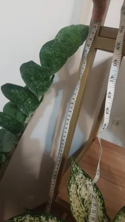 گیاه طبیعی زامیفولیا مدل zami235