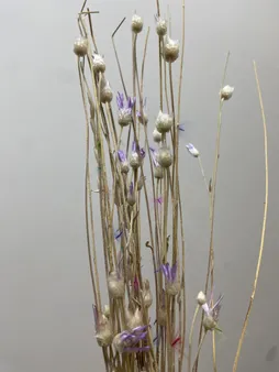 گل خشک مدل ستاره ای