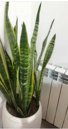 گیاه طبیعی سانسوریا کد AS-27