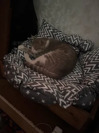 جای خواب سگ و گربه مدل star8