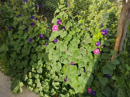 بذر گل نیلوفر رونده الوان گلبرگ پامچال کد GPF-093