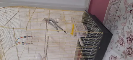 قفس عروس هلندی مدل 1034