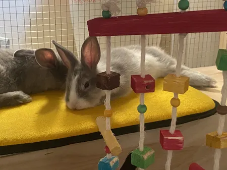 تشک خواب سگ و گربه کد TB-113