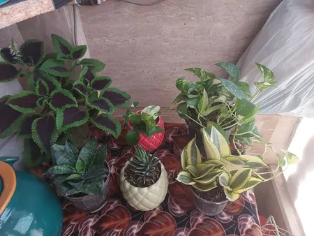 گیاه طبیعی سانسوریا هانی کد ls12