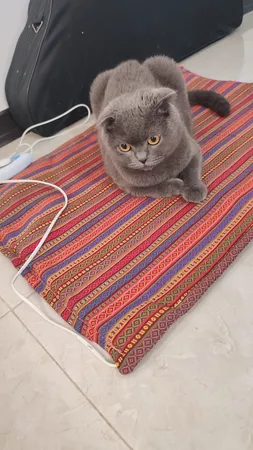 تشک برقی اس تی مدل 6080