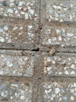 ژل مورچه کش برسودا مدل َA25 وزن 25 گرم