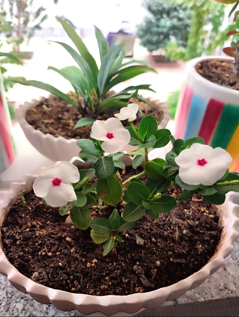 بذر پریوش سفید گیلدا کد 867