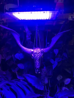 مجسمه طرح جمجمه مدل کله گاو