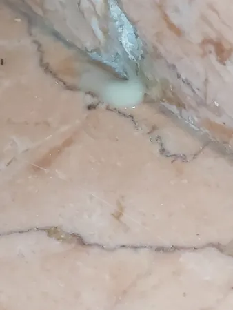 ژل مورچه کش برسودا مدل َA25 وزن 25 گرم