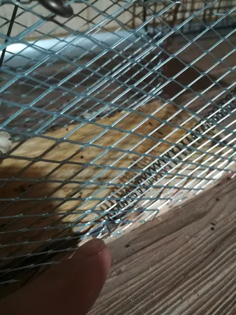 تله موش مدل قفسی