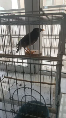 چوب نشیمنگاه پرندگان مدل BIRD FLAT -12