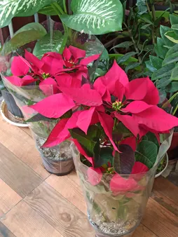 گل طبیعی بنت قنسول کد 105