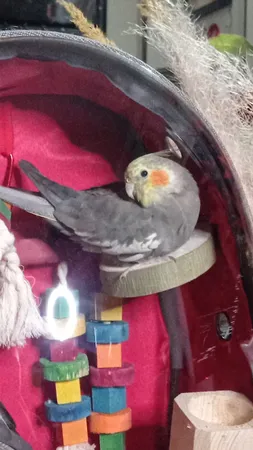 کوله پشتی حمل پرندگان مدل Z001