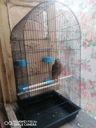 قفس عروس هلندی مدل 1034