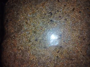 تجریه خرید غذای طوطی برزیلی مدل سبزیجات معطر وزن 1 کیلوگرم