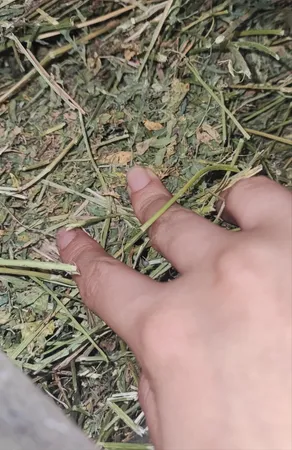 یونجه خشک خرگوش و خوکچه خرگوشک مدل A001 وزن 1000 گرم