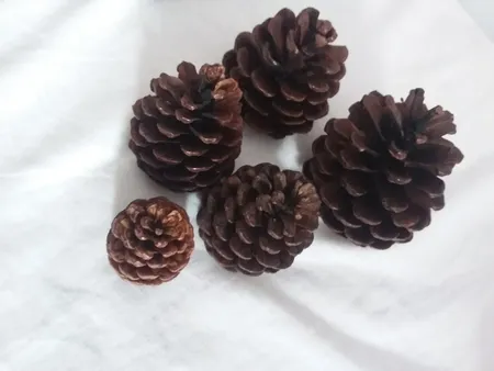 میوه تزیینی درخت کاج کد hyt5 مجموعه 5 عددی