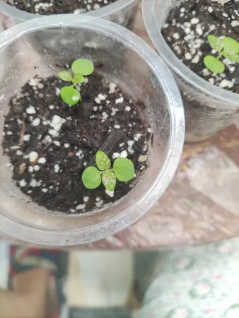 بذر گل سنگ رز سانیا سید مدل GS2