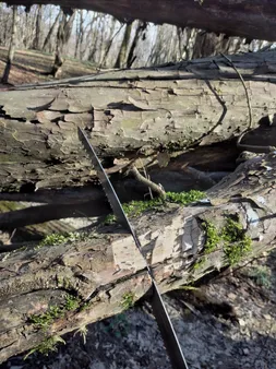 اره باغبانی ساوورایی مدل L50