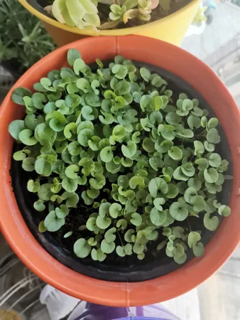 بذر چمن دایکوندرا گرین فارم کد012