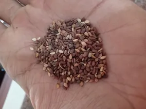 تجریه خرید کنجد قهوه ای ممتاز سرمد - 500 گرم