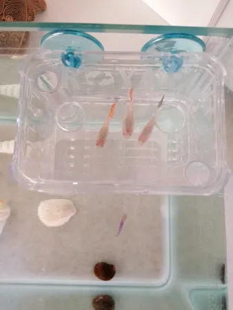 زایشگاه ماهی رویال مدل sn_113