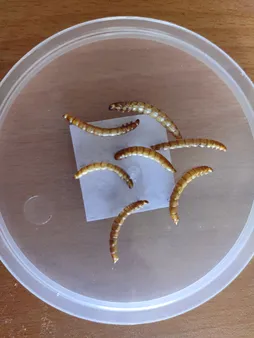 غذای تشویقی همستر ولکانو میلورم کد MWH60 وزن 60 گرم